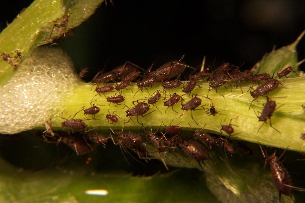 How to Identify and Get Rid of Aphids on Your Trees & Shrubs